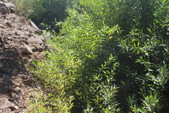 Salix acmophylla