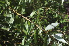 Salix acmophylla