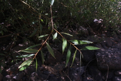 Salix acmophylla