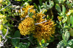 Dufourea flammea