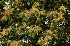Ailanthus altissima