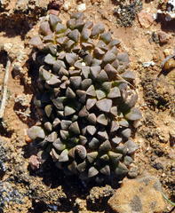 Anacampseros retusa