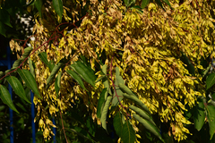 Ailanthus altissima