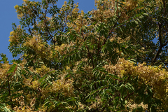 Ailanthus altissima