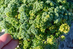Dasispermum