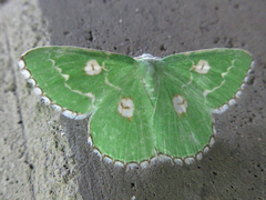 Thetidia albocostaria