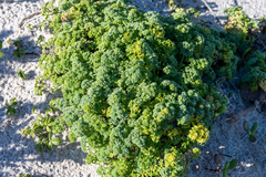 Dasispermum