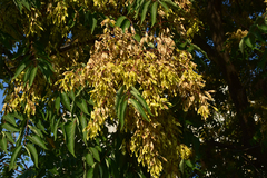 Ailanthus altissima