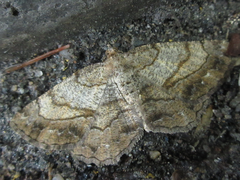 Polymixinia appositaria