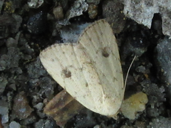 Anachrostis nigripunctalis