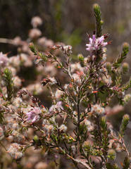 Erica eriocephala