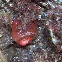 Actinia ebhayiensis