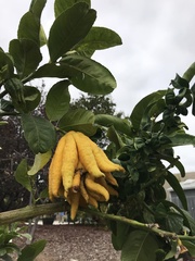 Citrus medica sarcodactylis