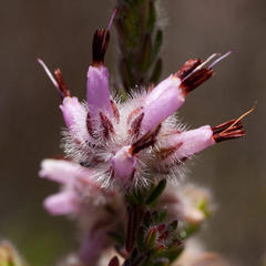 Erica eriocephala