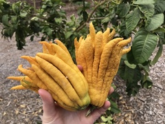 Citrus medica sarcodactylis
