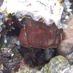 Actinia ebhayiensis