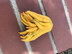Citrus medica sarcodactylis