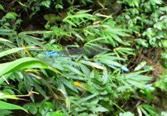 Caconeura ramburi