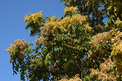 Ailanthus altissima