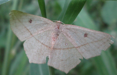 Traminda vividaria