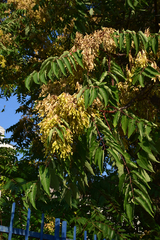Ailanthus altissima
