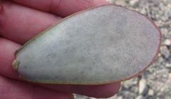 Adromischus sphenophyllus