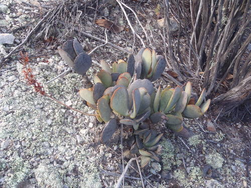 Adromischus sphenophyllus