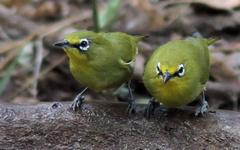 Zosterops virens virens