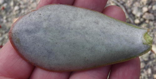 Adromischus sphenophyllus