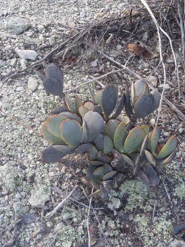 Adromischus sphenophyllus