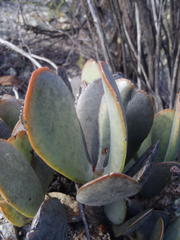Adromischus sphenophyllus
