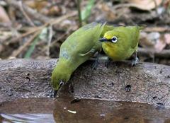 Zosterops virens virens