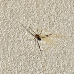 Steatoda grossa