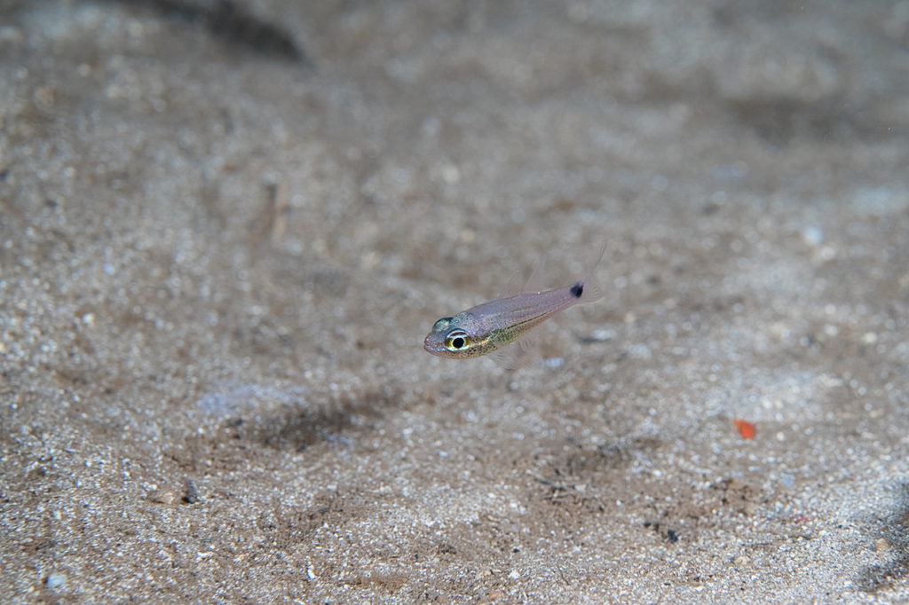 Spotnape cardinalfish (Ostorhinchus maculiferus) — Apogonidae
