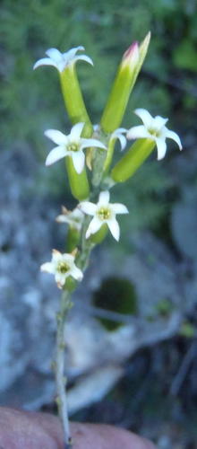 Adromischus sphenophyllus