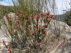 Epacris calvertiana versicolor