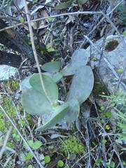 Adromischus sphenophyllus