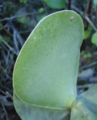 Adromischus sphenophyllus