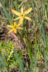 Pauridia linearis
