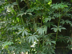 Dendrophthoe falcata