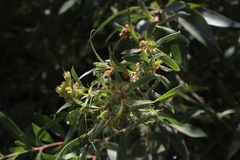 Salix acmophylla