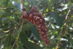 Salix acmophylla