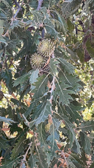 Quercus ithaburensis macrolepis