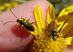 Neoeutrapela proxima