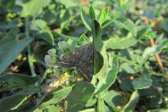 Loxostege sticticalis