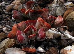 Adromischus triflorus