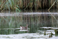 Gallinula chloropus