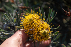 Leucospermum tomentosum