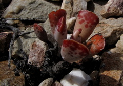 Adromischus triflorus