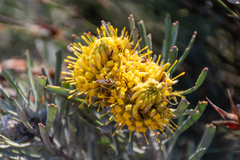 Leucospermum tomentosum